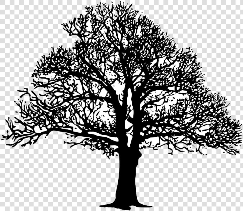 Plant leaf monochrome Photography   Tree B And W  HD Png DownloadTransparent PNG