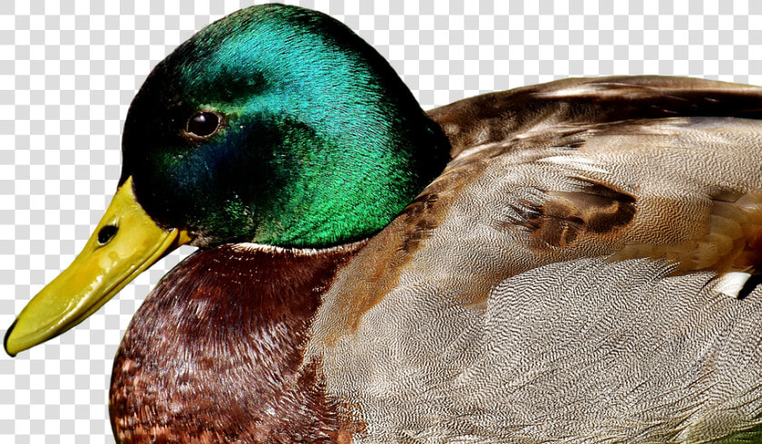 Duck  Mallard  Meadow  Rest  Drake  Water Bird   Amigo Pato  HD Png DownloadTransparent PNG