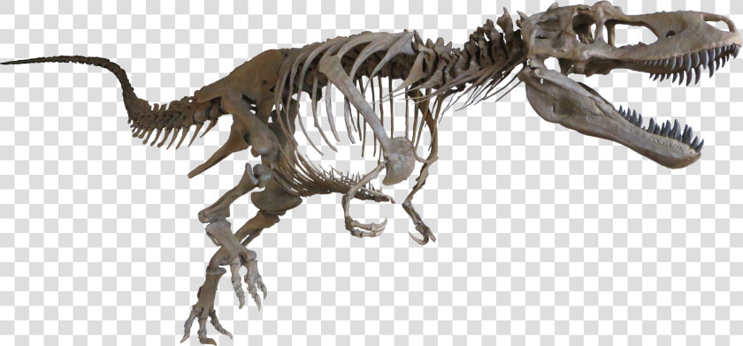 Daspletosaurus Cast Mount   Dinosaur Bones No Background  HD Png DownloadTransparent PNG