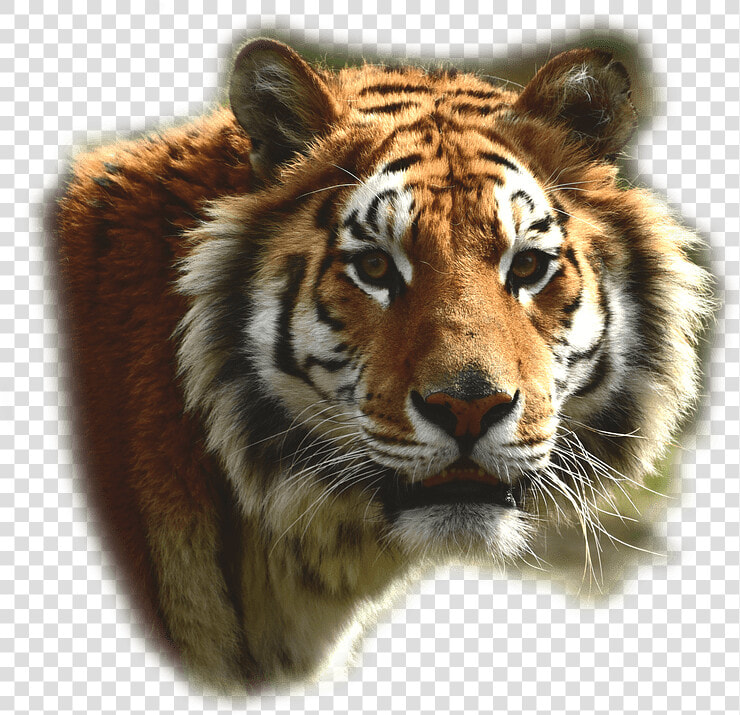 Bengal tiger   Bengal Tiger Transparent  HD Png DownloadTransparent PNG