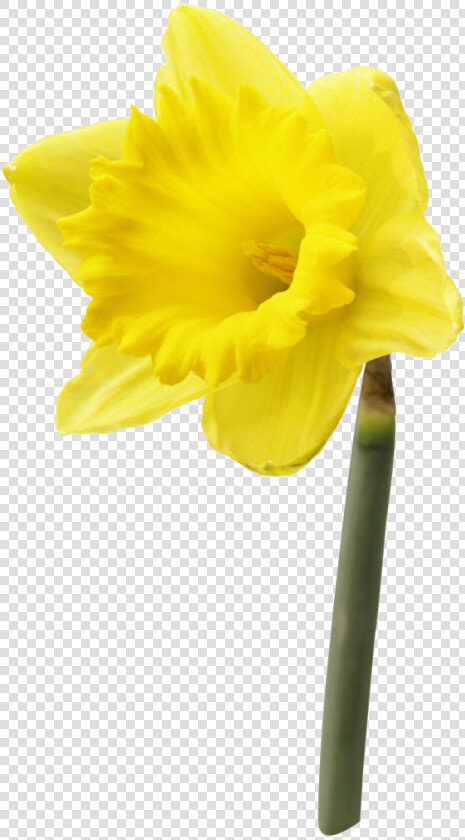 Daffodil Flower Png High quality Image   Daffodil Png  Transparent PngTransparent PNG