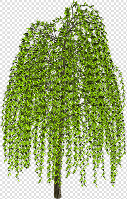 Weeping Willow Tree Drawing Clip Art   Transparent Background Weeping Willow Clipart  HD Png DownloadTransparent PNG