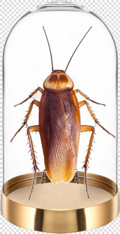 San Antonio Roaches  HD Png DownloadTransparent PNG