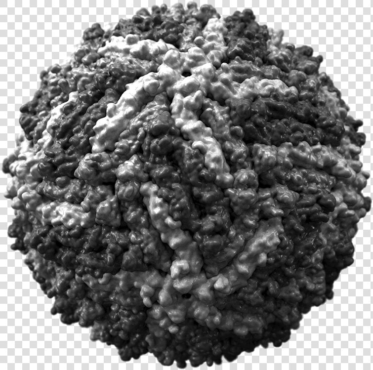 Zika Virus Capsid   Zika Virus  HD Png DownloadTransparent PNG