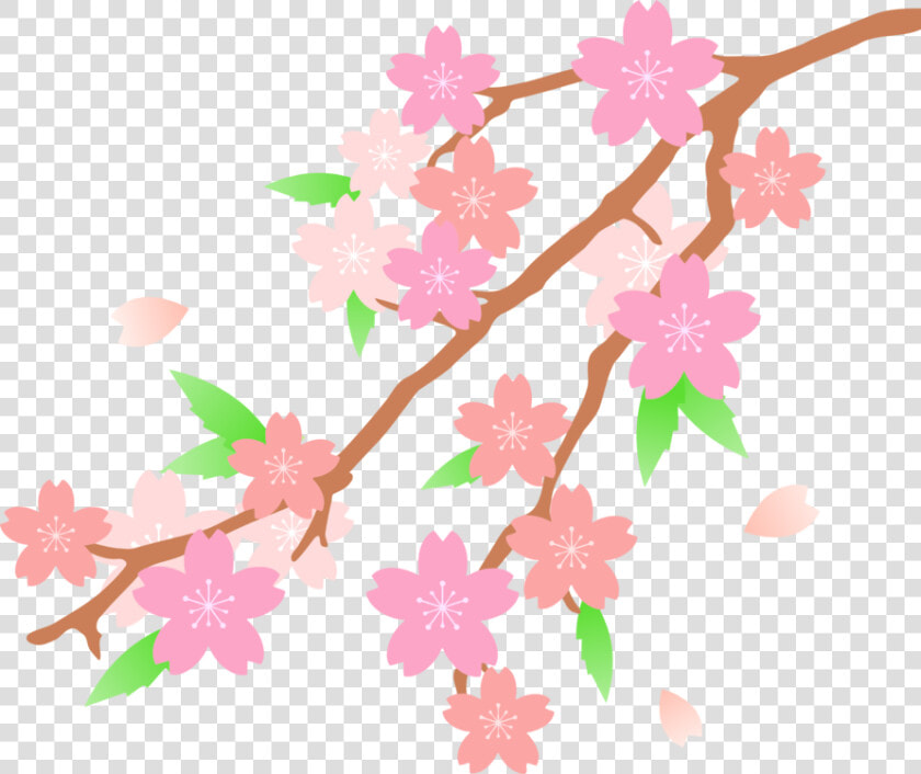 Petal cut Flowers twig   Transparent Cherry Blossom Drawn  HD Png DownloadTransparent PNG