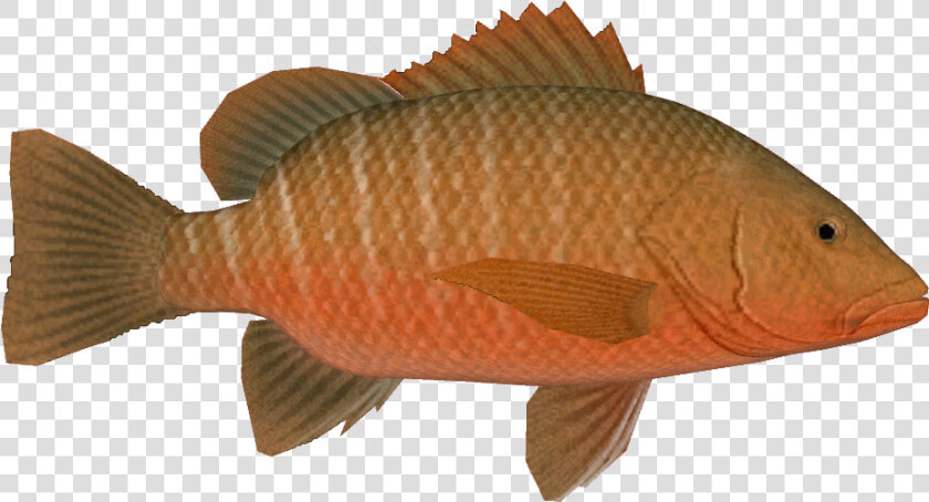 Mangroveredsnapperthom   Carp  HD Png DownloadTransparent PNG