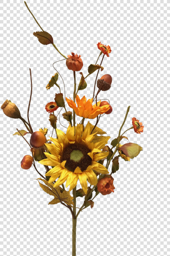 22   Black eyed Susan  HD Png DownloadTransparent PNG