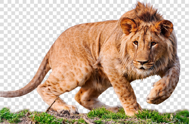 Lion Desktop Wallpaper 4k Resolution High definition   Lion High Resolution Images Png  Transparent PngTransparent PNG