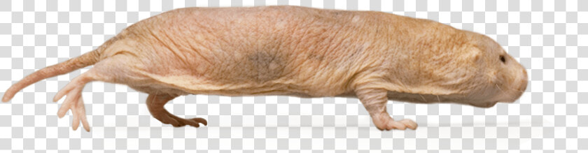 Naked Mole rat  HD Png DownloadTransparent PNG