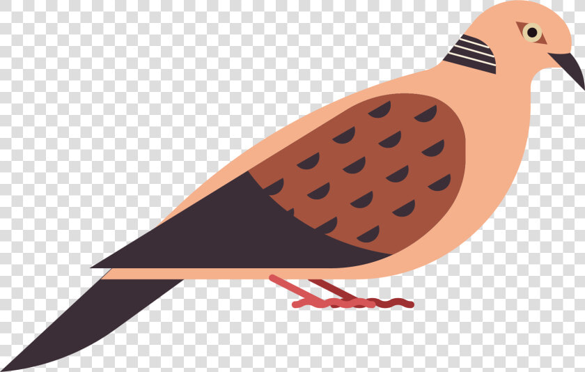 Pigeons And Doves  HD Png DownloadTransparent PNG