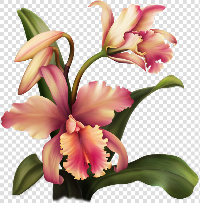 Aloha Orchid Special Flowers  Painted Flowers  Rubrics    Цветы Png  Transparent PngTransparent PNG