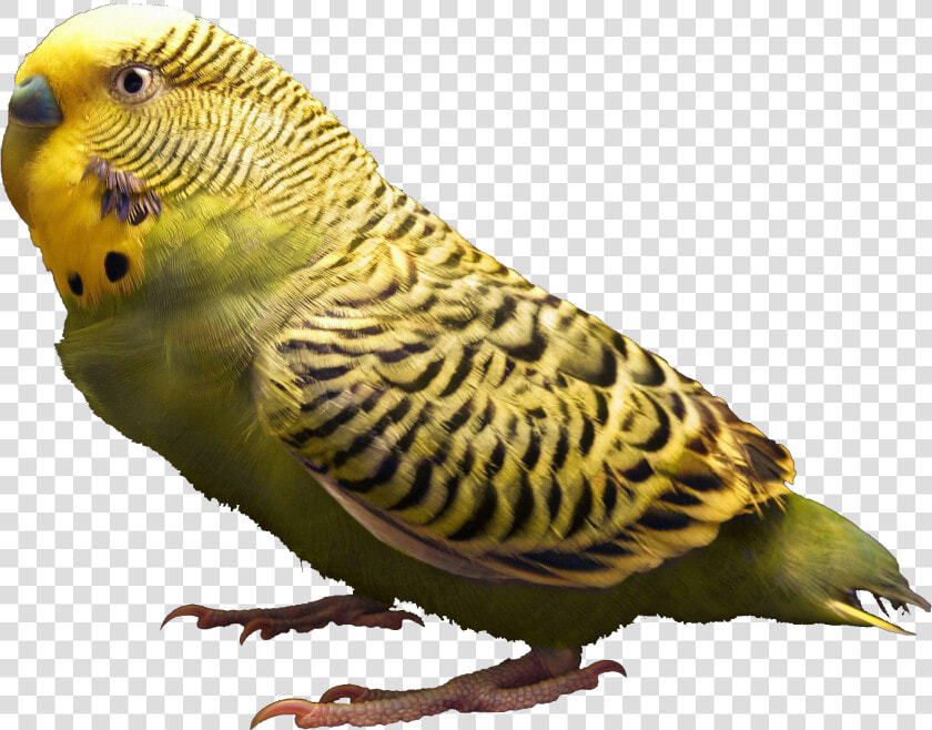 Body Parts Of Parrot   Png Download   High Resolution Png File  Transparent PngTransparent PNG