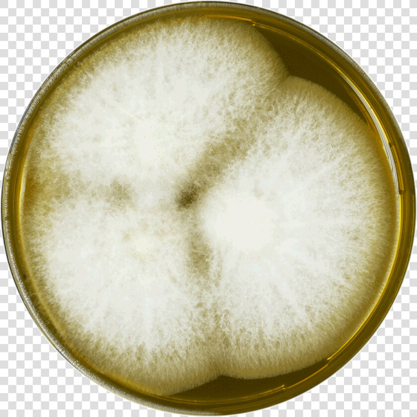 Aspergillus Leporis Meaox   White Coffee  HD Png DownloadTransparent PNG