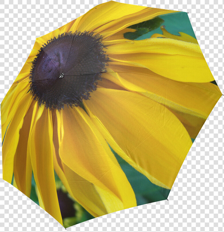 Transparent Black Eyed Susan Clipart   Sunflower  HD Png DownloadTransparent PNG