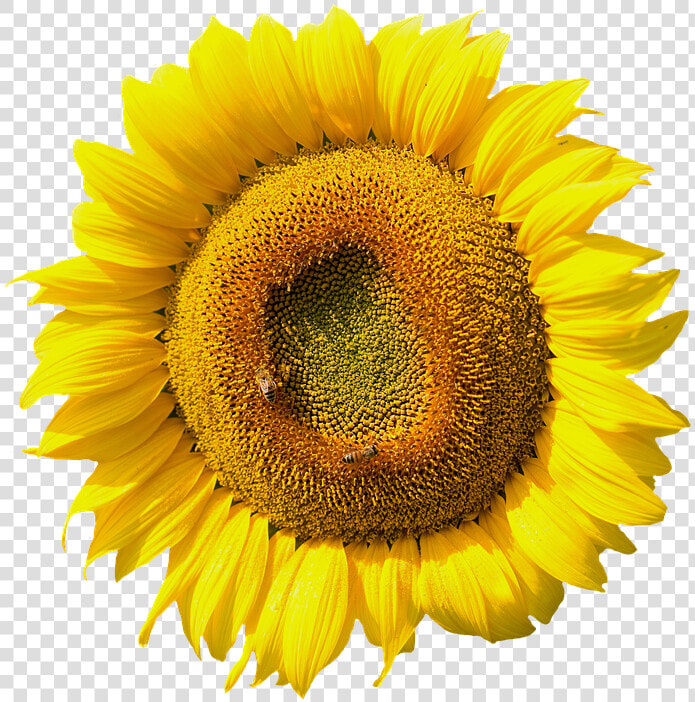 Sunflower  Blossom  Bloom  Summer  Yellow  Nature   Hoa Huong Duong Png  Transparent PngTransparent PNG