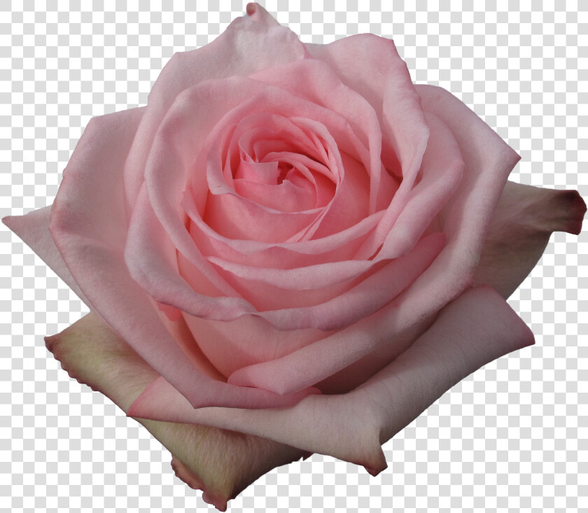 Floribunda  HD Png DownloadTransparent PNG