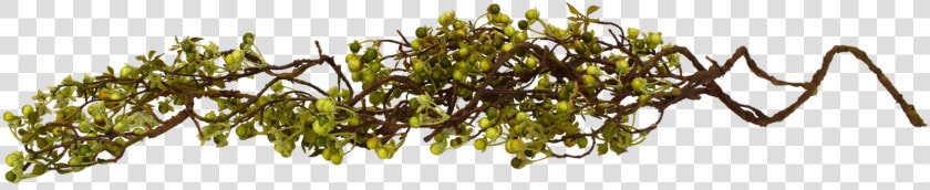 Twig Berry Vine Green 48   Acacia Greggii  HD Png DownloadTransparent PNG