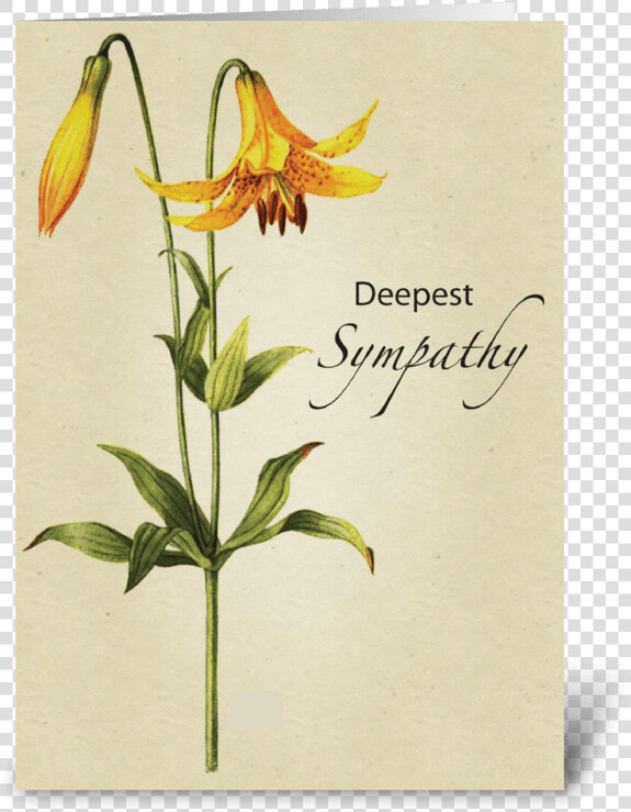 Lily Flower Sympathy Botanical Greeting Card   Erythronium   39 pagoda  39   HD Png DownloadTransparent PNG