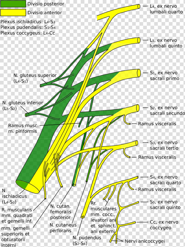 Sacral Plexus  HD Png DownloadTransparent PNG