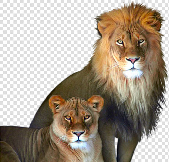 Lion And Lioness Png  Transparent PngTransparent PNG