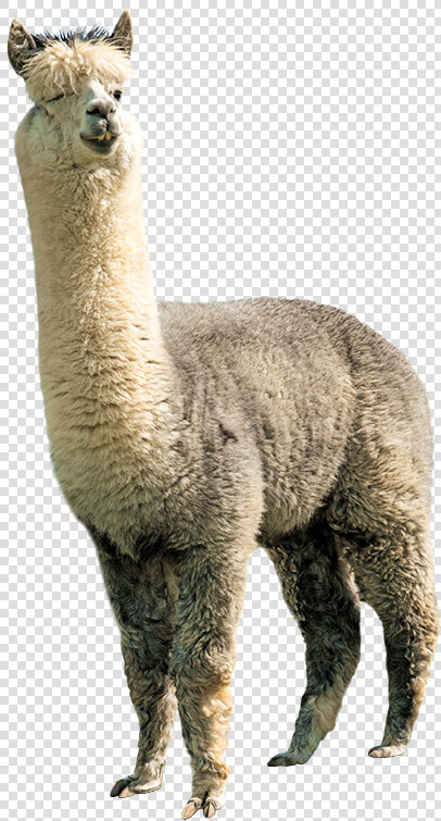 Alpaca Png  Transparent PngTransparent PNG