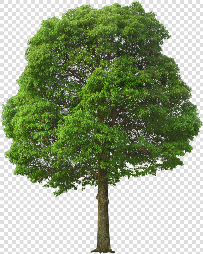 California Sycamore Png   Tree Png  Transparent PngTransparent PNG