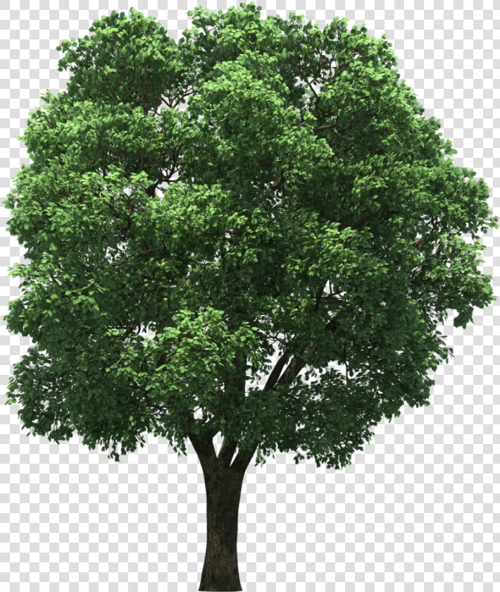 Arecaceae Top Tree Hd Image Free Png Clipart   Tree For Post Production  Transparent PngTransparent PNG