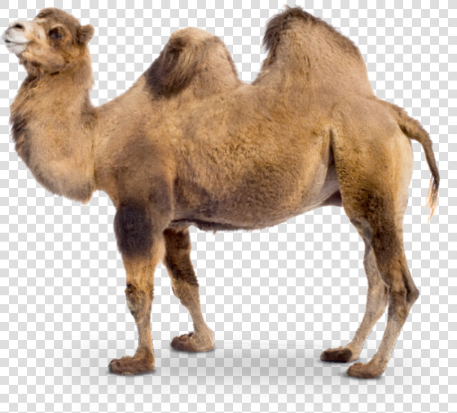 Camel Transparent Two   Camel Png  Png DownloadTransparent PNG