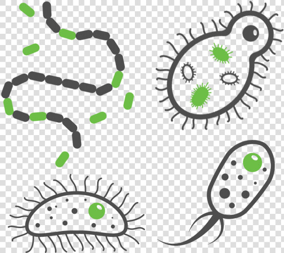 Urinary Tract Infections   Bacterial Infection Png  Transparent PngTransparent PNG