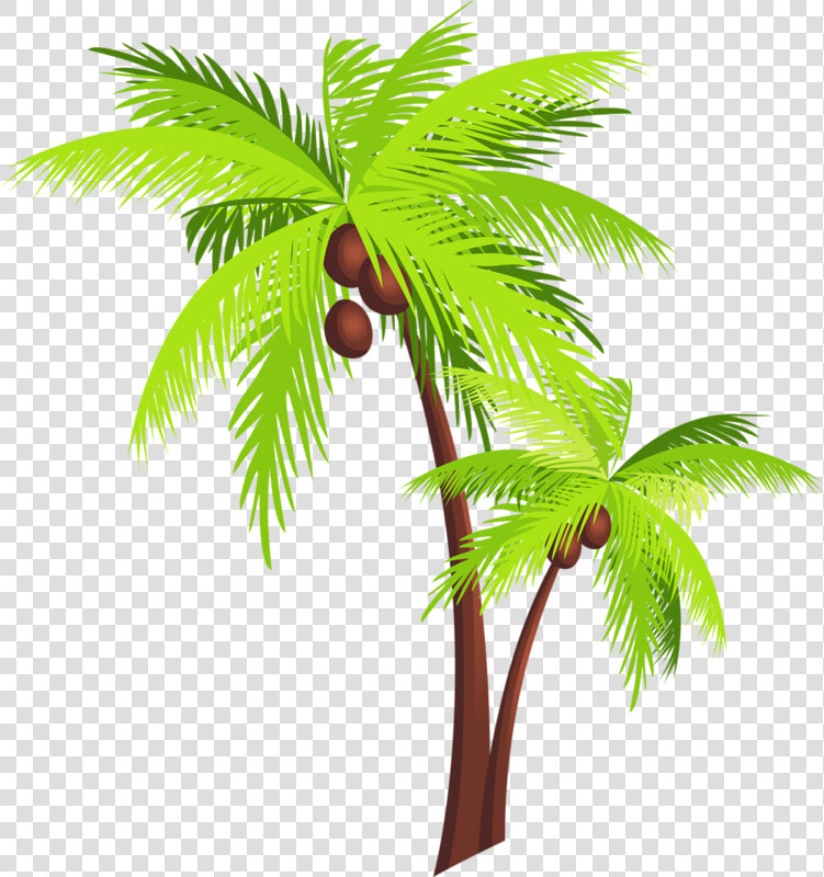 Page 70 Palm Tree Clip Art  Palm Tree Drawing  Beach   Transparent Background Coconut Tree Clipart  HD Png DownloadTransparent PNG