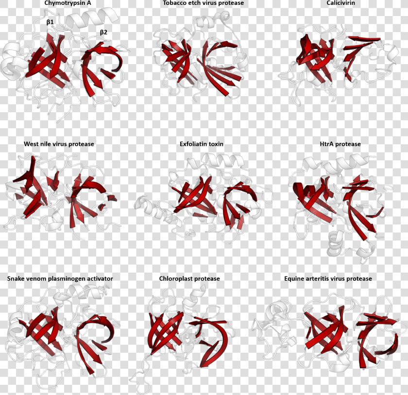 Structural Homology Of The Pa Clan   Protein Superfamily  HD Png DownloadTransparent PNG