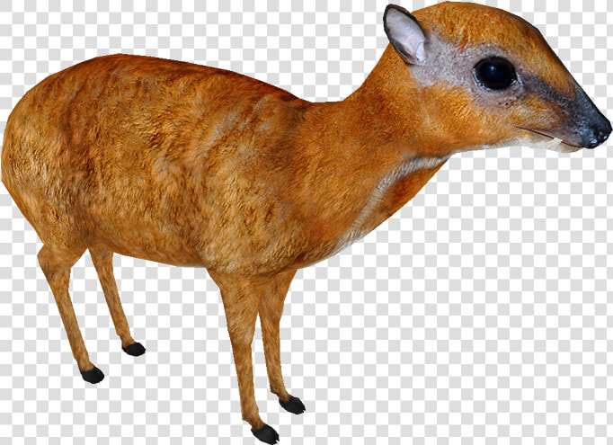 Greater Mouse deer   Greater Mouse Deer Png  Transparent PngTransparent PNG