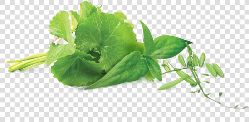 Ingredient Hempedu Bumi   Hempedu Bumi Png  Transparent PngTransparent PNG