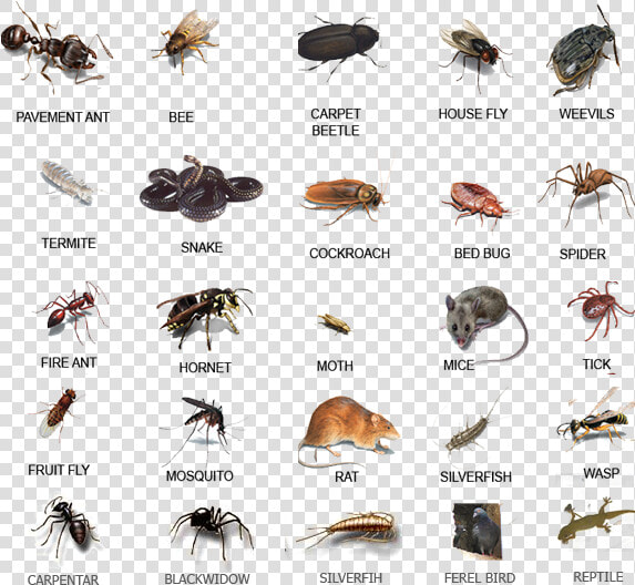 House Pests  HD Png DownloadTransparent PNG