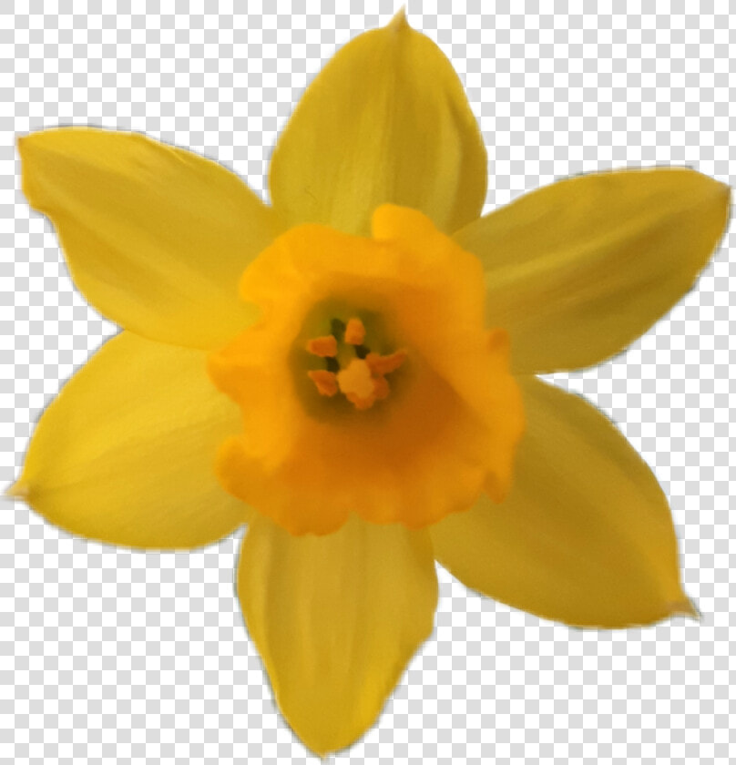  flower  yellow  yellowflower  daffodil  narcissus   Narcissus  HD Png DownloadTransparent PNG