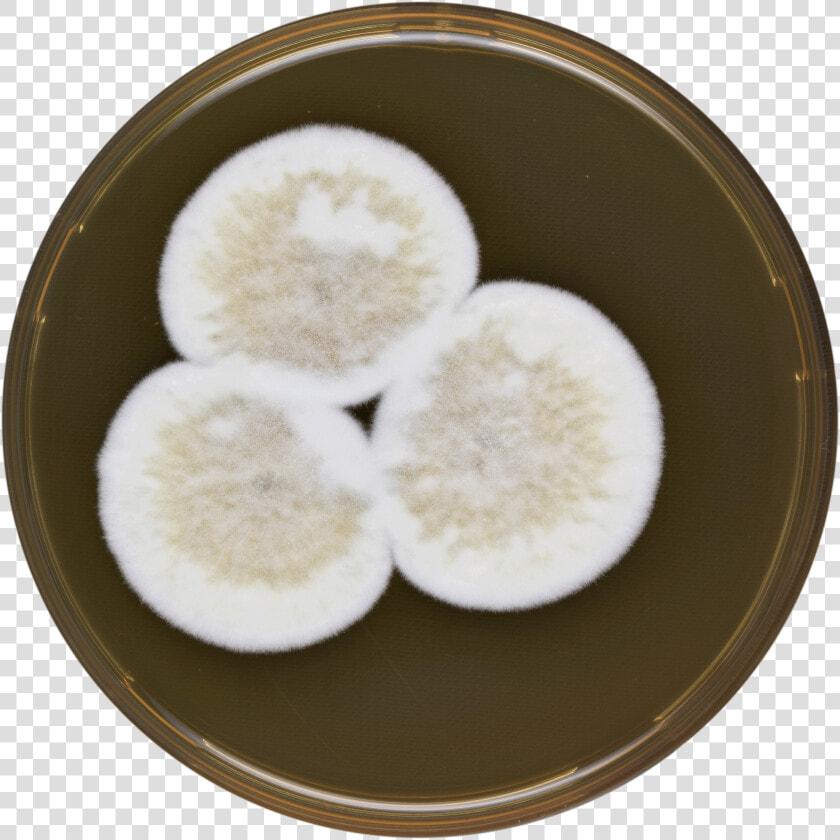 Aspergillus Conjunctus Meaox   Snow Skin Mooncake  HD Png DownloadTransparent PNG