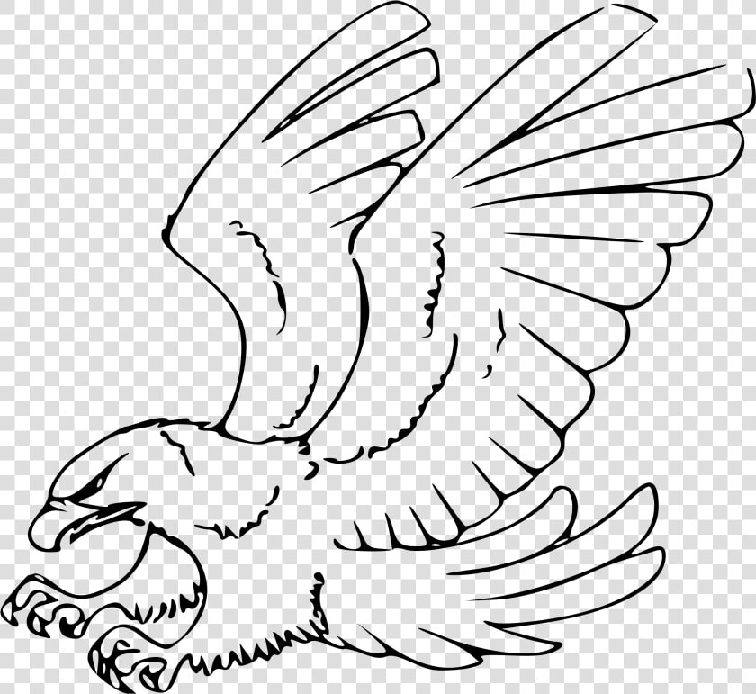 Eagle Black And White Clipart   Red Tailed Hawk Drawing  HD Png DownloadTransparent PNG