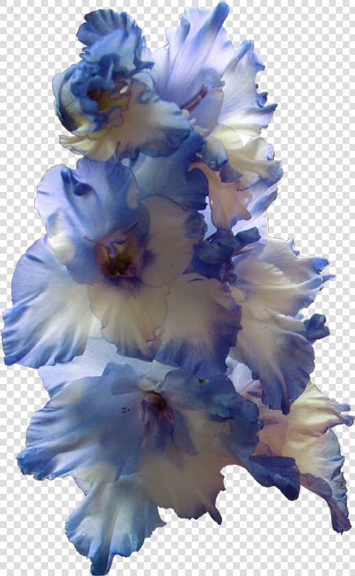 Gladiolus Png Transparent Image   Blue Gladiolus Png  Png DownloadTransparent PNG