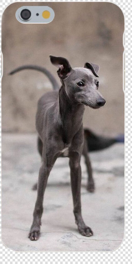 Small Dog Looks Like Greyhound  HD Png DownloadTransparent PNG