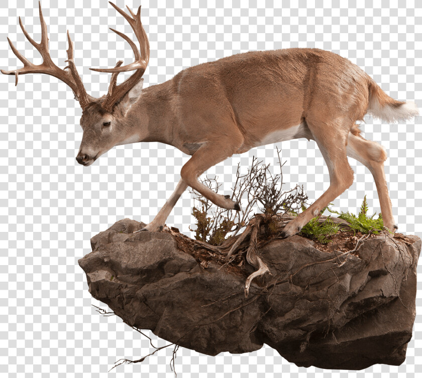 Whitetail Deer On Rock Taxidermy   Elk  HD Png DownloadTransparent PNG