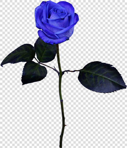 Floribunda  HD Png DownloadTransparent PNG