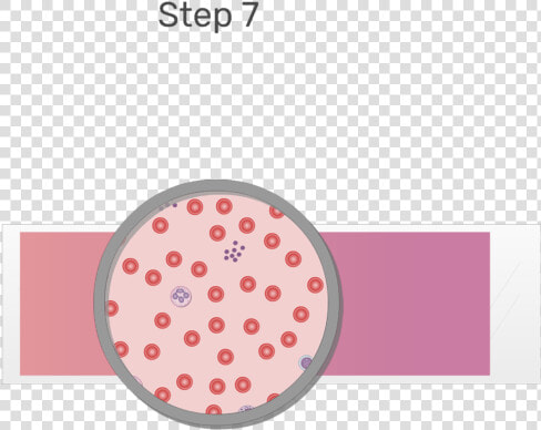 Animation Of Blood Cell Being Examined Under Microscope  HD Png DownloadTransparent PNG