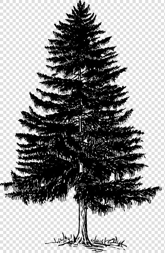 Evergreen Tree Png Photos   Pine Tree Black And White  Transparent PngTransparent PNG