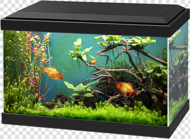 Aquarium Png   Aquarium Ciano 20 Light  Transparent PngTransparent PNG