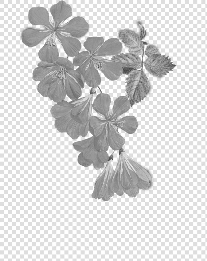 Maidenhair Tree  HD Png DownloadTransparent PNG