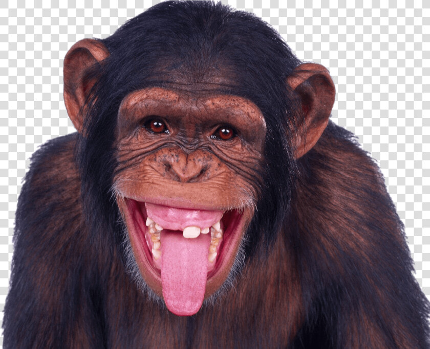 Chimpanzee Sticking Out Tongue   Happy Monkey  HD Png DownloadTransparent PNG