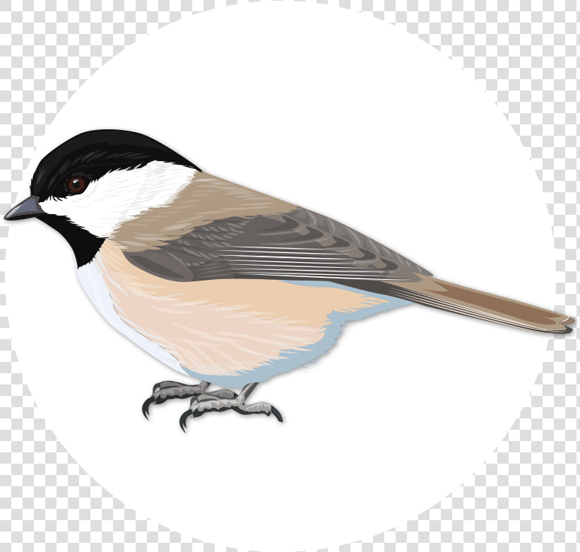 Chickadee Vector North Carolina Svg Free   Chickadee Clip Art  HD Png DownloadTransparent PNG