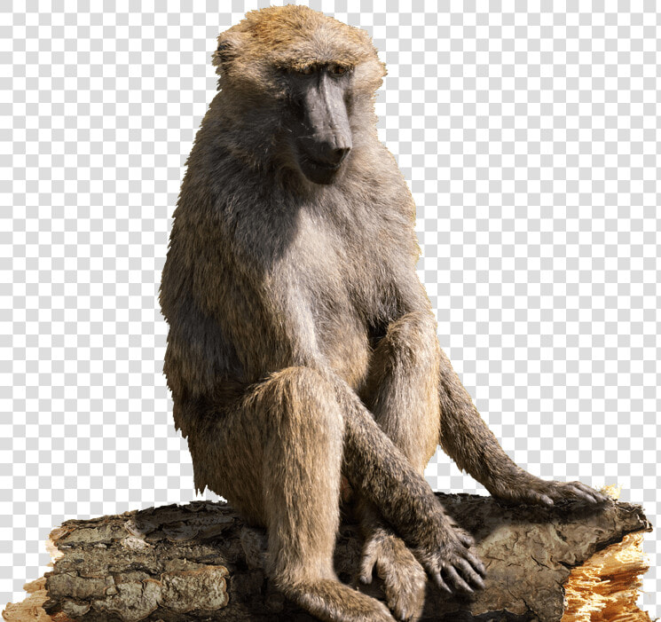 Baboons   Baboon  HD Png DownloadTransparent PNG