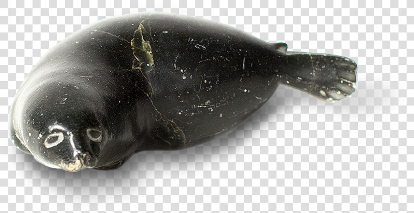 Harbor Seal  HD Png DownloadTransparent PNG