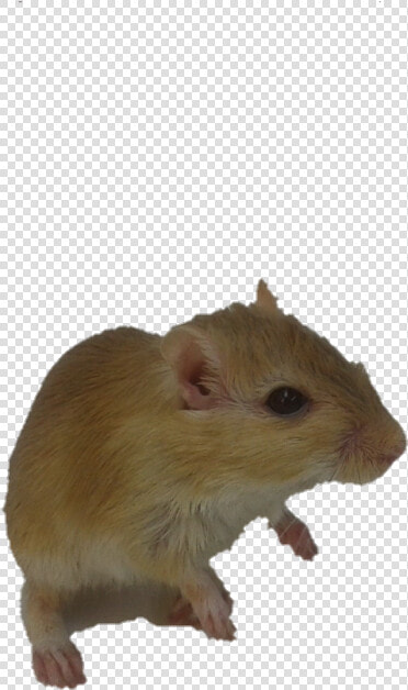 Rato Fundo Transparente  HD Png DownloadTransparent PNG